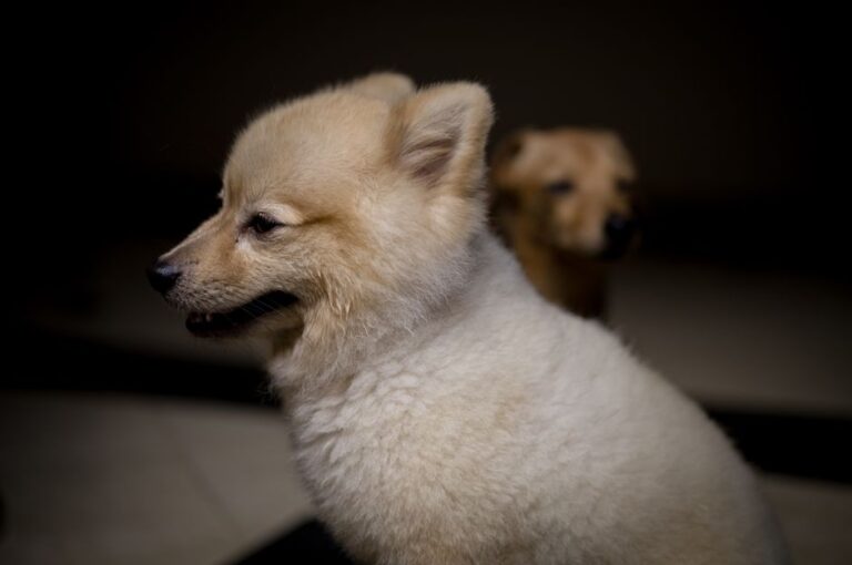peluquería canina cerca