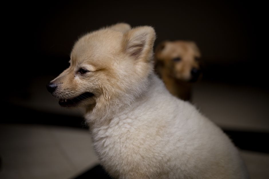 peluquería canina cerca
