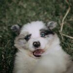 criador cachorros cerca